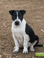 Billy , a male Boston Terrier and Rat Terrier for sale in Converse, IN – 1 of 1