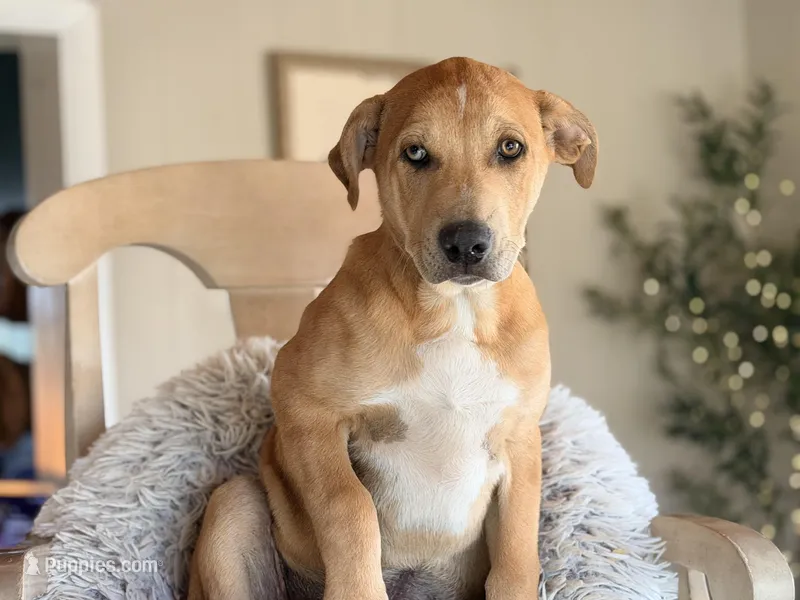 Lyle – Great Dane, Labrador Retriever puppy for sale in Converse, IN