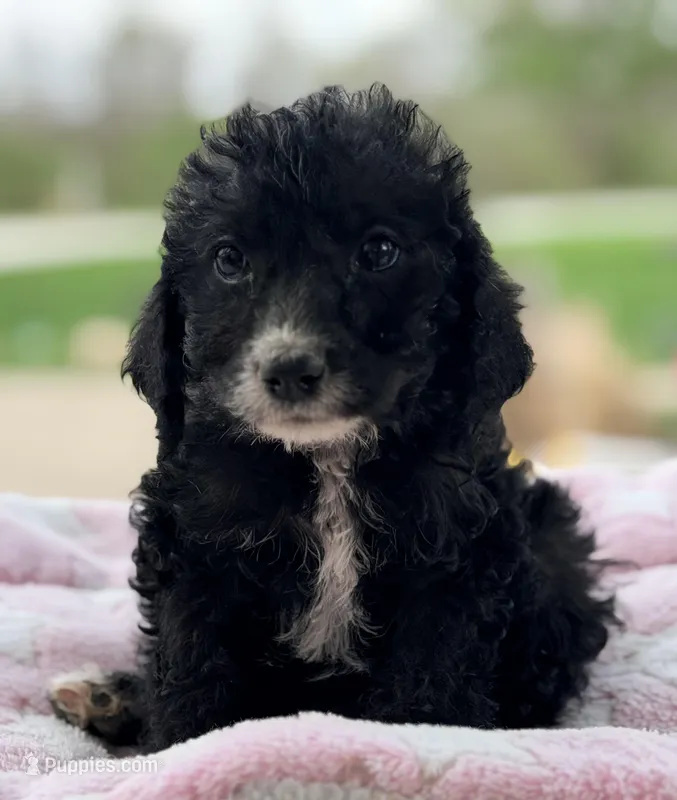 Mazie – Poodle - Standard  puppy for sale in Converse, IN
