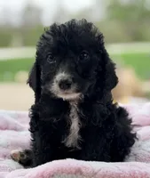 Mazie, a female Poodle - Standard  for sale in Converse, IN – Photo 1 of 2