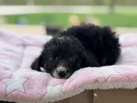 Mazie, a female Poodle - Standard  for sale in Converse, IN – Photo 2 of 2