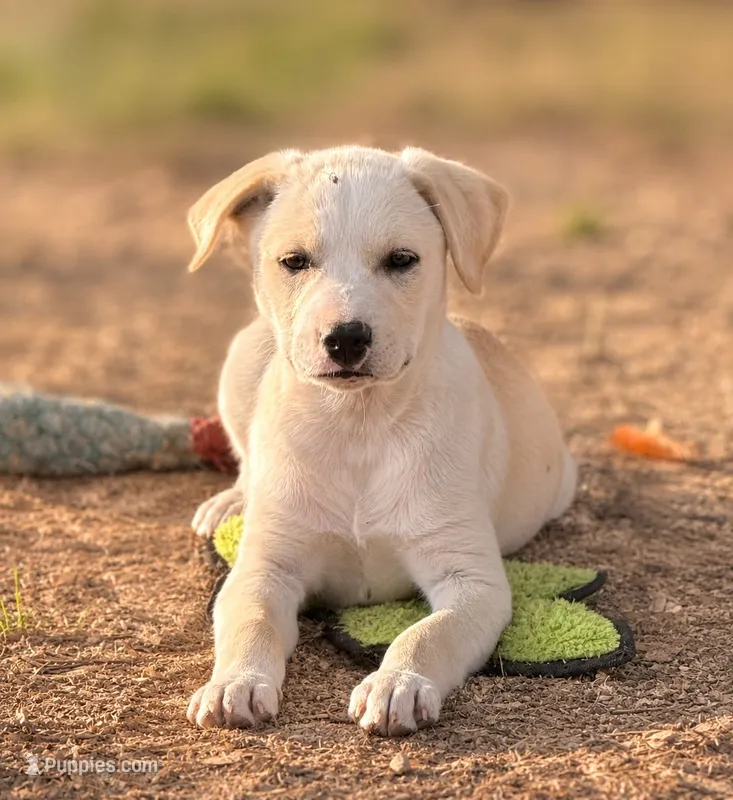 Shelby – Labrador Retriever, Goldador puppy for sale in Converse, IN