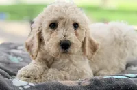 Max, a female Poodle - Standard  for sale in Converse, IN – Photo 1 of 2