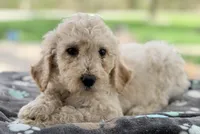 Max, a female Poodle - Standard  for sale in Converse, IN – Photo 2 of 2