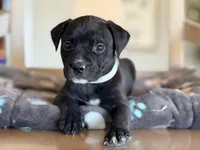 Baxter, a male Boston Terrier and Chihuahua for sale in Converse, IN – Photo 2 of 2