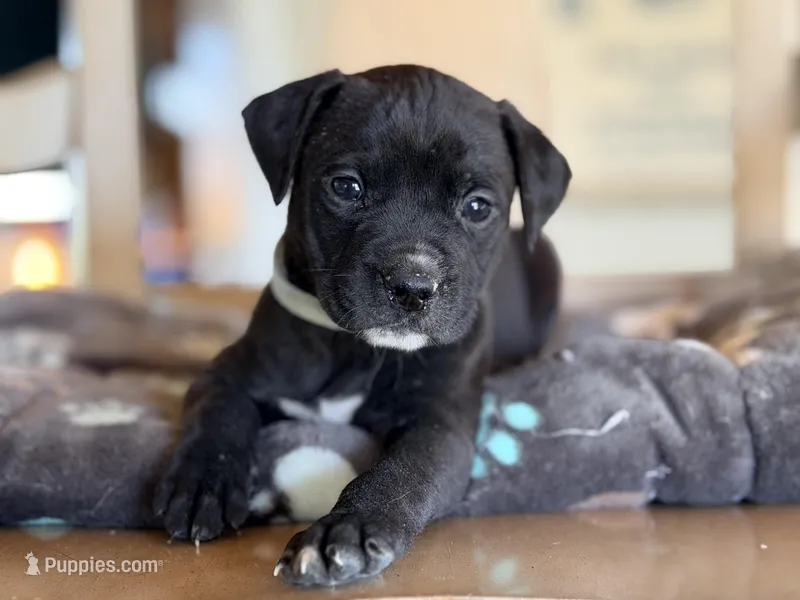 Baxter – Boston Terrier, Chihuahua puppy for sale in Converse, IN