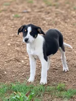 Raina , a female Bernese Mountain Dog and Labrador Retriever for sale in Converse, IN – 1 of 1