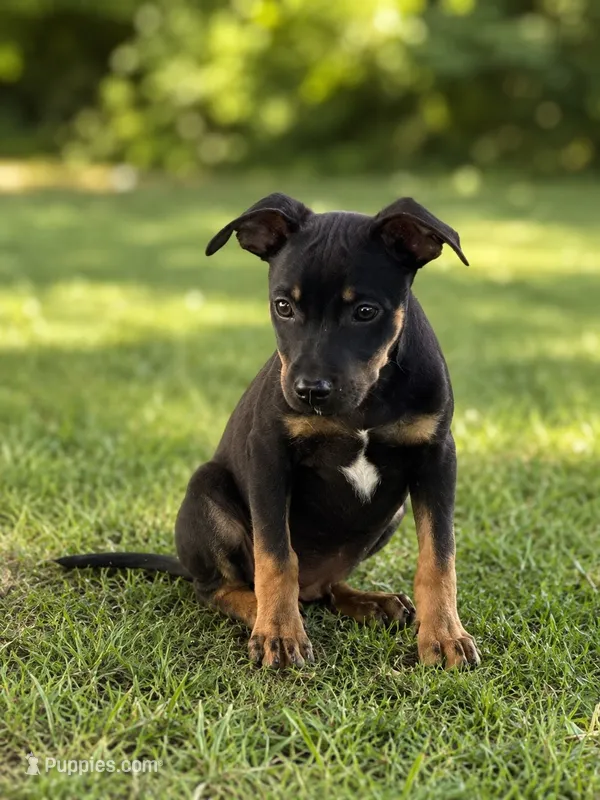 Chet – Miniature Pinscher, Chiweenie puppy for sale in Converse, IN