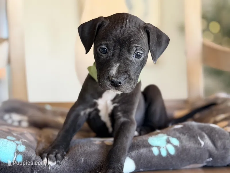 Benny, a male Boston Terrier and Chihuahua for sale in Converse, IN – Photo 1 of 2