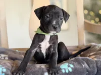 Benny, a male Boston Terrier and Chihuahua for sale in Converse, IN – Photo 2 of 2