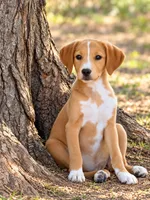 Dixie, a male Beaglier and Goldador for sale in Converse, IN – 1 of 1