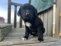 Jack, a male Labrador Retriever for sale in Converse, IN – Photo 2 of 2
