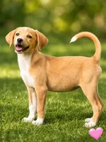 Daisy, a male Beagle and Cocker Spaniel for sale in Converse, IN – 1 of 1