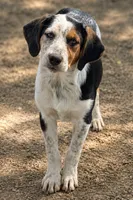 Maggie, a female Beagle and Labrador Retriever for sale in Converse, IN – 1 of 1