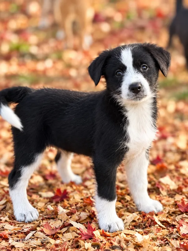 Lucy – Poodle - Miniature  puppy for sale in Converse, IN