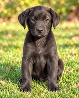 Raven, a female Great Pyrenees and Golden Retriever for sale in Converse, IN – 1 of 1