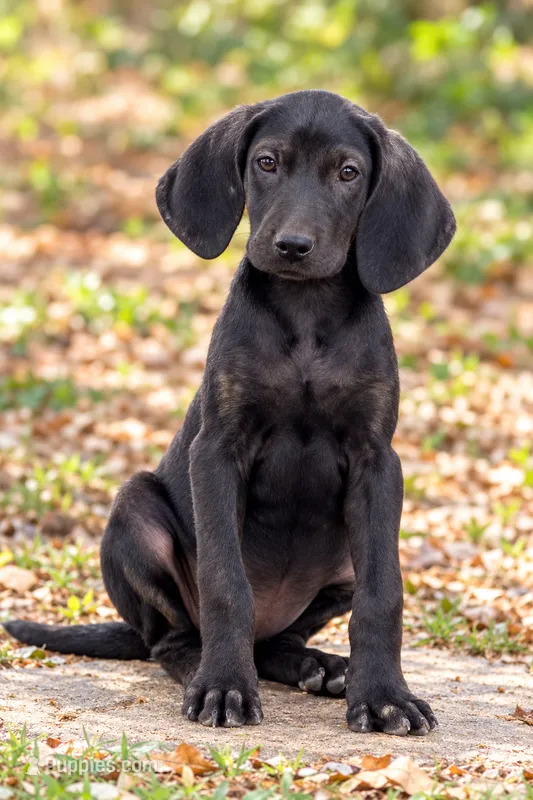 Darcy Sue – Beagle, Bloodhound puppy for sale in Converse, IN