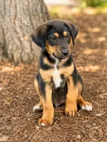 Trooper, a male Beagle and Golden Retriever for sale in Converse, IN – 1 of 1