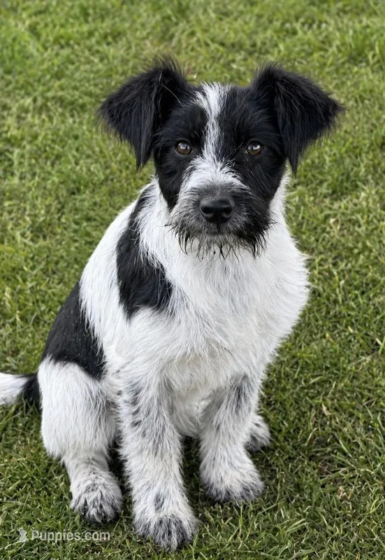 Mitzi  – Airedale Terrier, Schnoodle puppy for sale in Converse, IN
