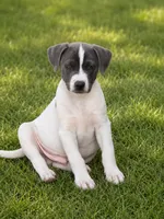 Logan, a male Australian Shepherd and Labrador Retriever for sale in Converse, IN – 1 of 1