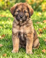 Reba, a female Great Pyrenees and Golden Retriever for sale in Converse, IN – 1 of 1