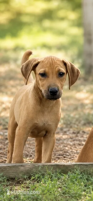 Rusty – Boxer, Labrador Retriever puppy for sale in Converse, IN