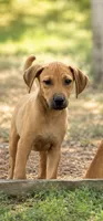 Rusty, a male Boxer and Labrador Retriever for sale in Converse, IN – 1 of 1