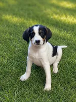 Max, a male Cocker Spaniel and Beaglier for sale in Converse, IN – 1 of 1