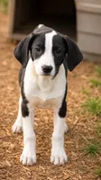 Karly, a female Basset Hound and Beagle for sale in Converse, IN – 1 of 1