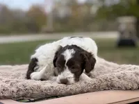 Scout, a male Cockapoo for sale in Converse, IN – Photo 3 of 3
