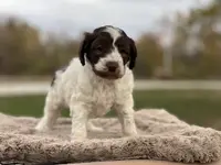 Scout, a male Cockapoo for sale in Converse, IN – Photo 2 of 3