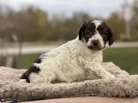 Scout, a male Cockapoo for sale in Converse, IN – Photo 1 of 3