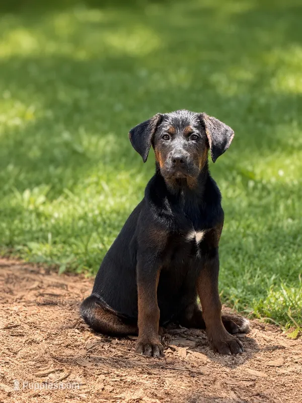 Trixie – Labrador Retriever, English Mastiff puppy for sale in Converse, IN