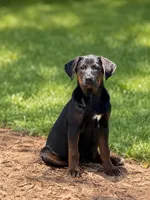 Trixie, a female Labrador Retriever and English Mastiff for sale in Converse, IN – 1 of 1