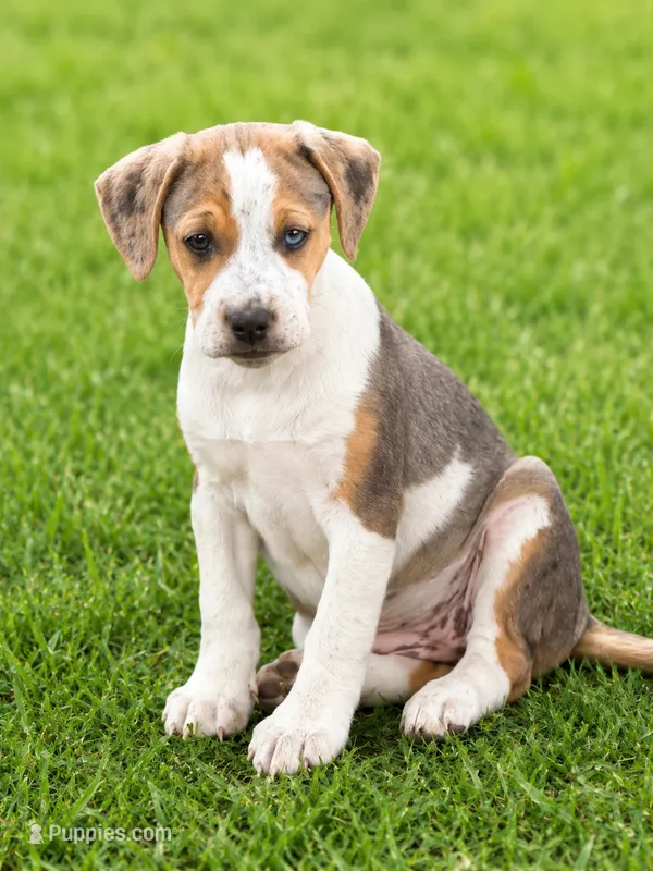 Betsy  – English Bulldog, Beagle puppy for sale in Converse, IN
