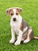 Betsy , a female English Bulldog and Beagle for sale in Converse, IN – 1 of 1