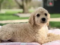 Rosie, a female Poodle - Standard  for sale in Converse, IN – Photo 1 of 2