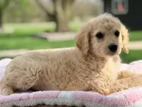 Rosie, a female Poodle - Standard  for sale in Converse, IN – Photo 2 of 2