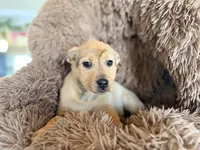 processed/9fa7cb06-7023-4c38-83c5-498420d9fd89/listing/47025683-a27a-4ed3-be37-b3a0f9aa0957/9dbee35c-0eb3-48e5-966d-a3eda31f9e6a