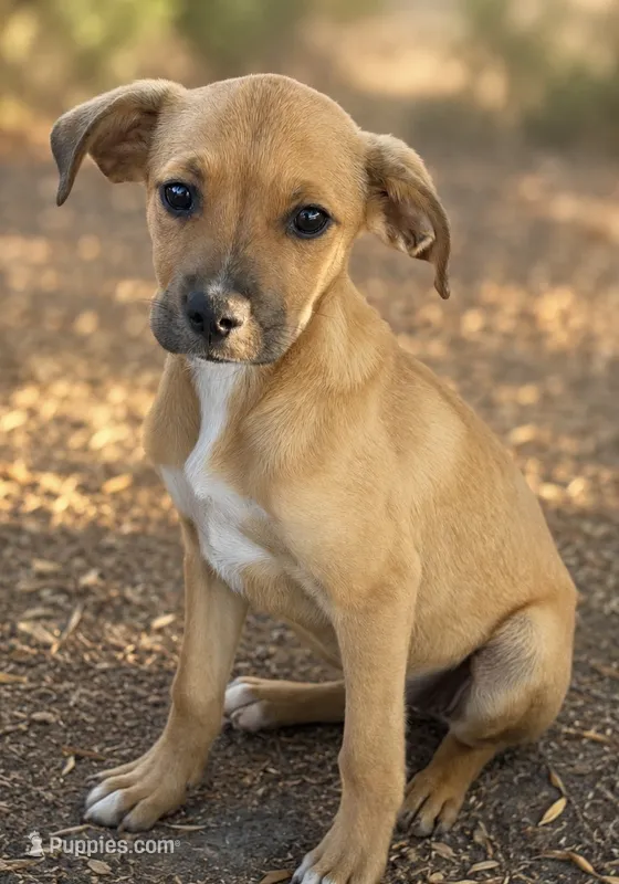 Kylie – Boxer, Labrador Retriever puppy for sale in Converse, IN