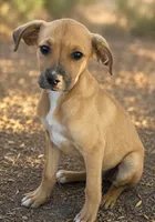 Kylie, a female Boxer and Labrador Retriever for sale in Converse, IN – 1 of 1