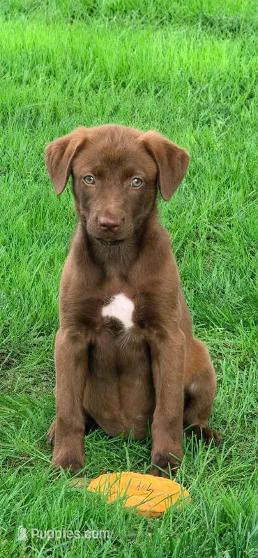 Mocha – Labrador Retriever, Miniature Australian Shepherd puppy for sale in Converse, IN