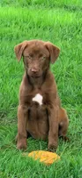 Mocha, a female Labrador Retriever and Miniature Australian Shepherd for sale in Converse, IN – 1 of 1