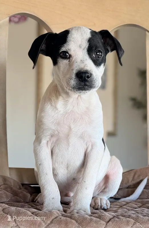 Oreo, a female Labrador Retriever and Beaglier for sale in Converse, IN – Photo 1 of 1