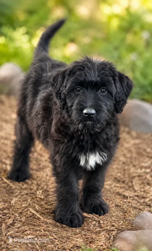 Millie – Labradoodle puppy for sale in Converse, IN