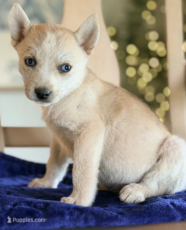 Pomsky 1  – Pomsky puppy for sale in Converse, IN