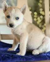 Pomsky 1 , a female Pomsky for sale in Converse, IN – 1 of 1