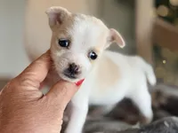 Reba , a female Jack Russell Terrier and Chihuahua for sale in Converse, IN – Photo 2 of 2