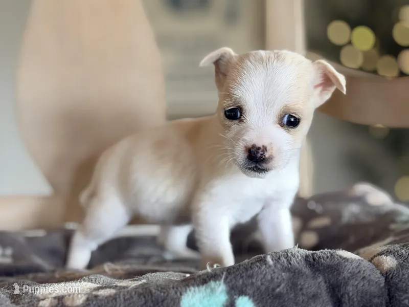 Reba  – Jack Russell Terrier, Chihuahua puppy for sale in Converse, IN