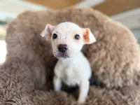 processed/9fa7cb06-7023-4c38-83c5-498420d9fd89/listing/535b9c41-b9c6-4b46-9572-7398f147a068/925d9eba-23a5-4a94-9dd4-4d643f42758f